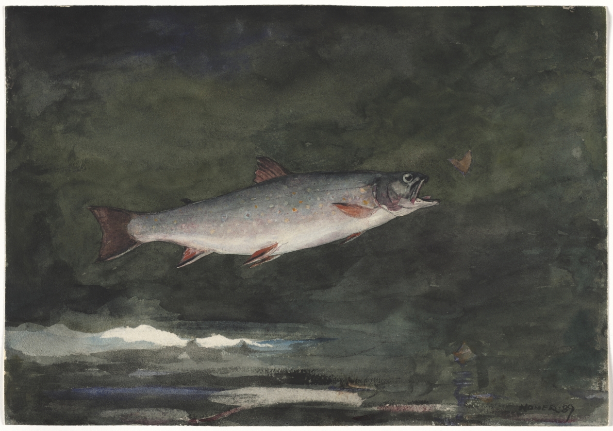 Leaping Trout