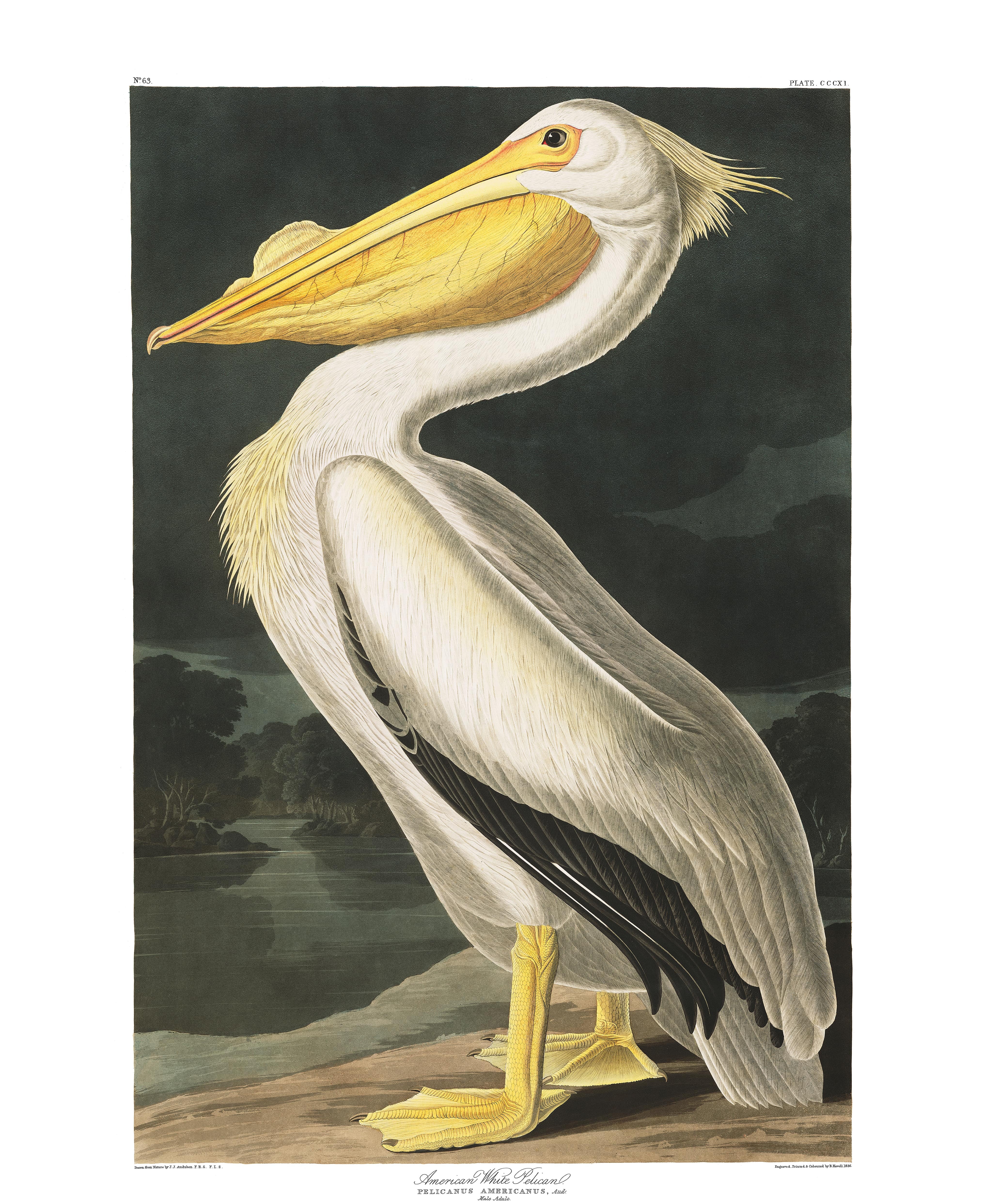 American White Pelican