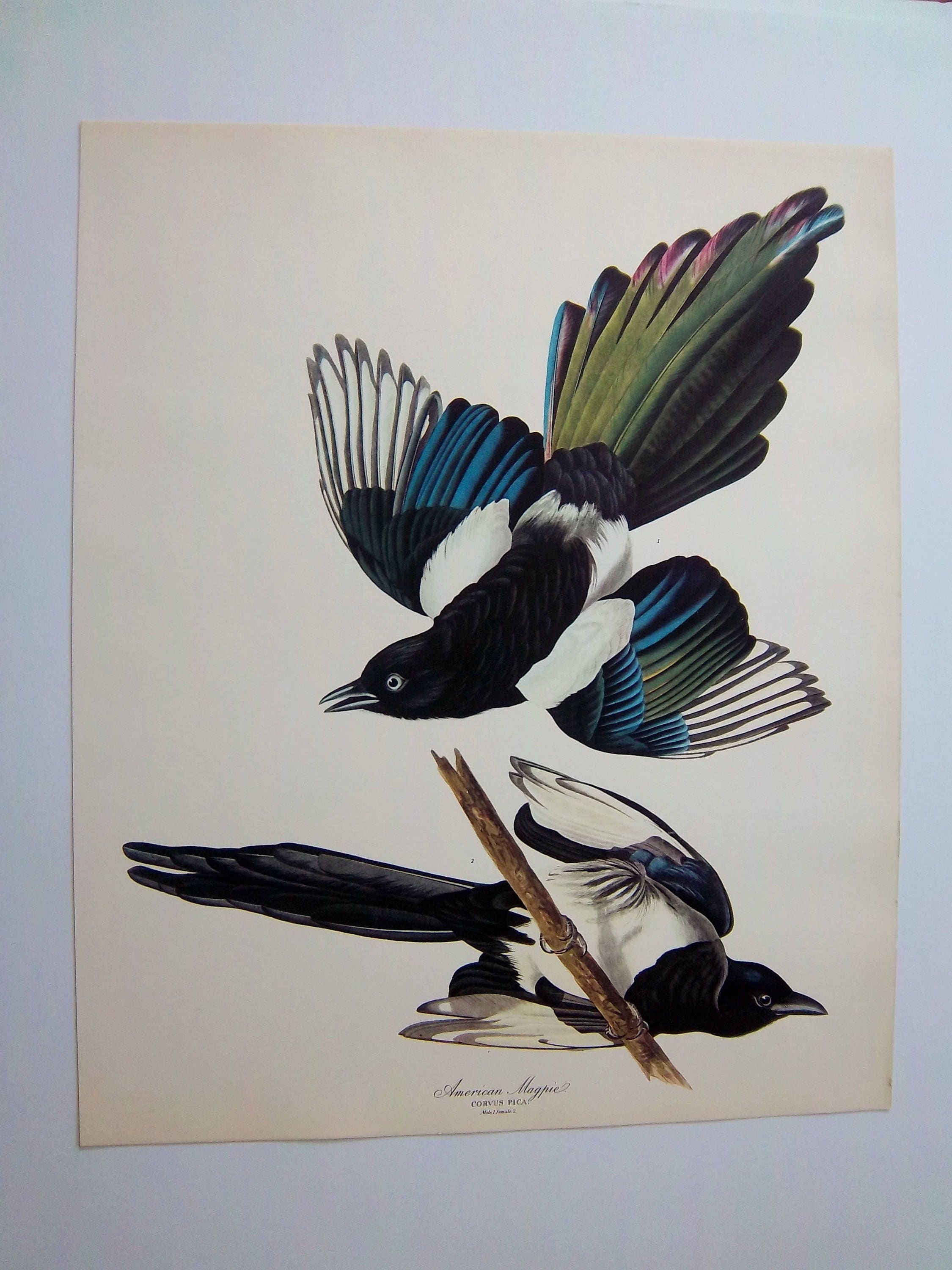 Black-billed Magpie