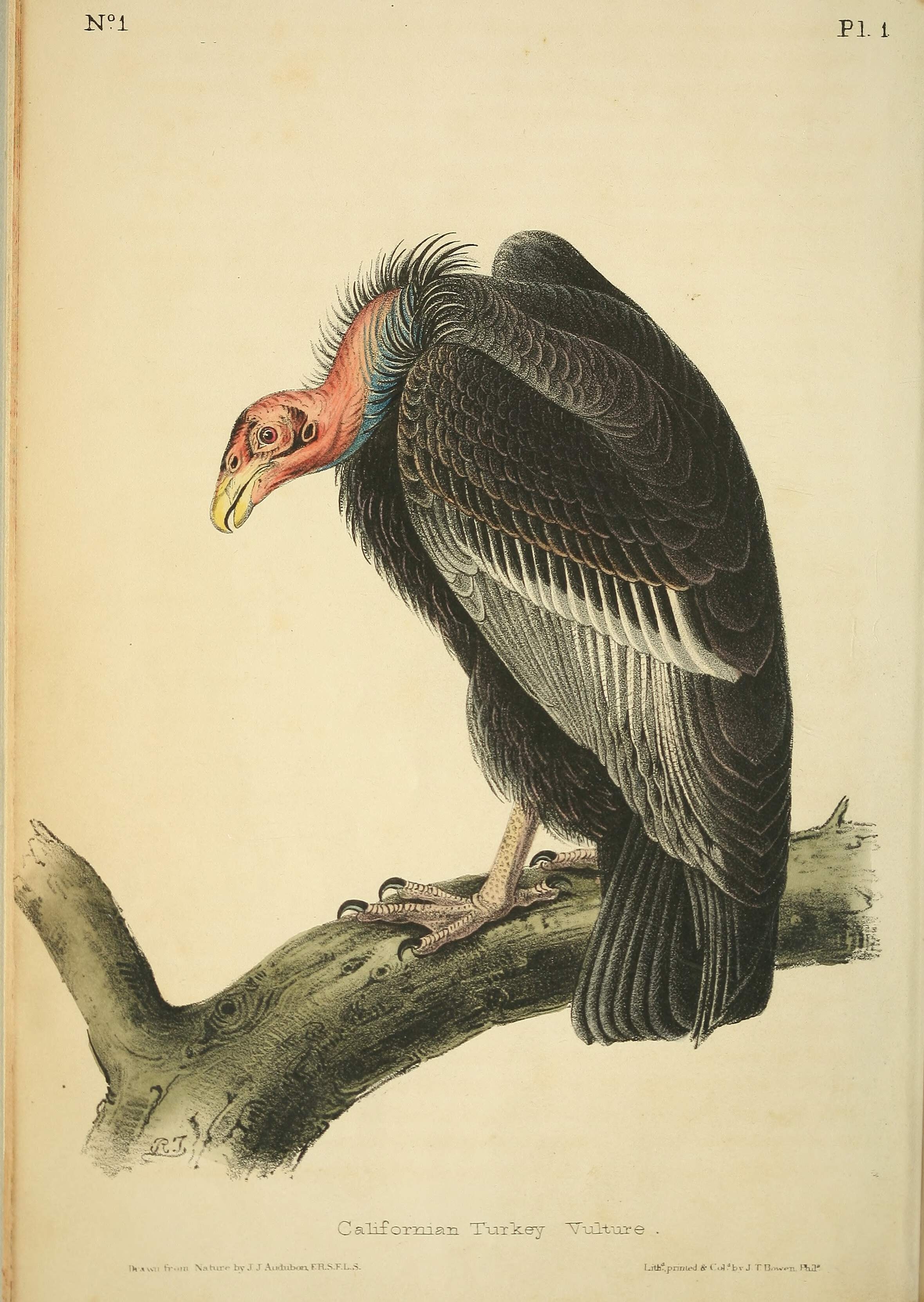 California Condor