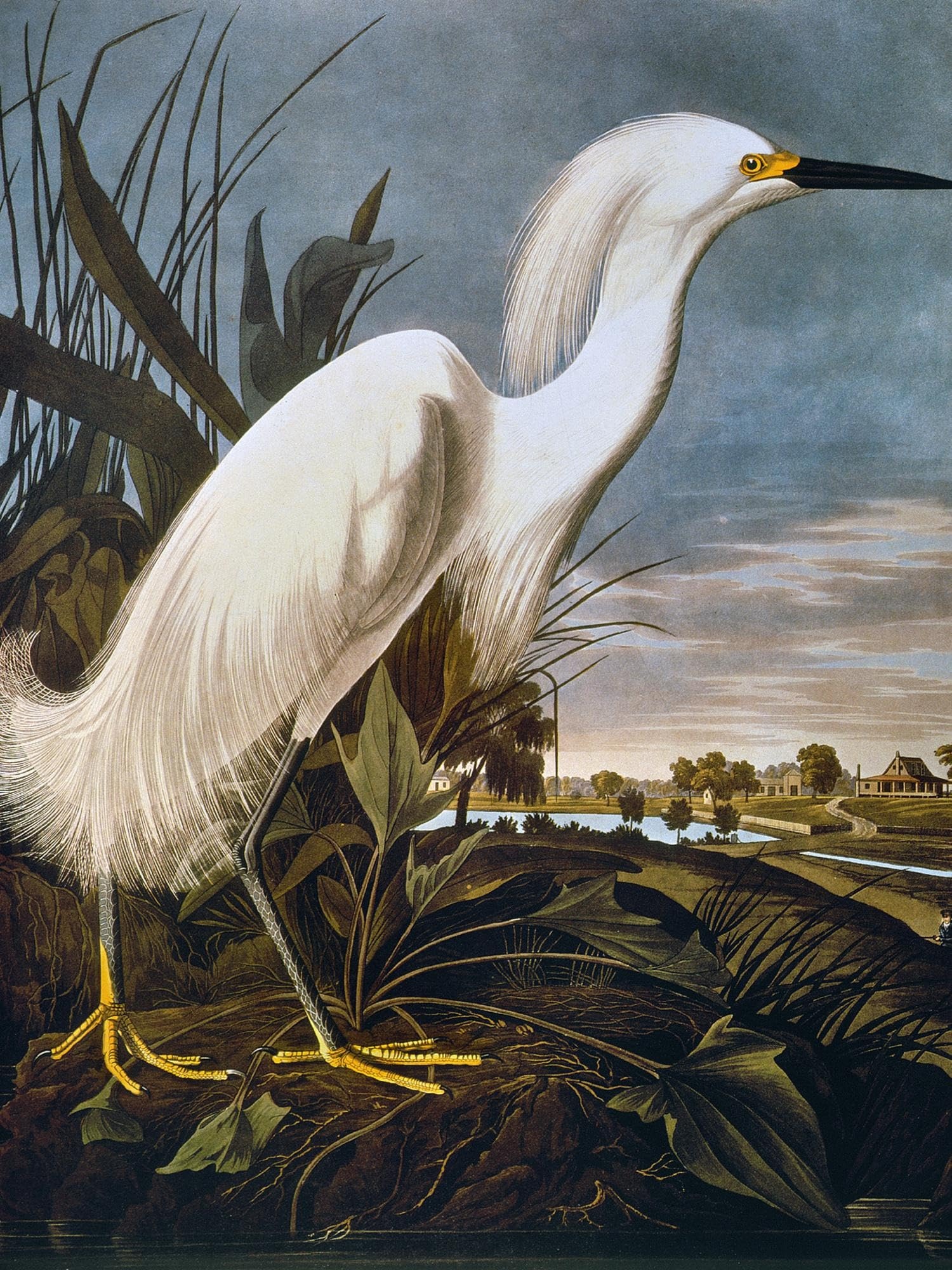 Great Egret