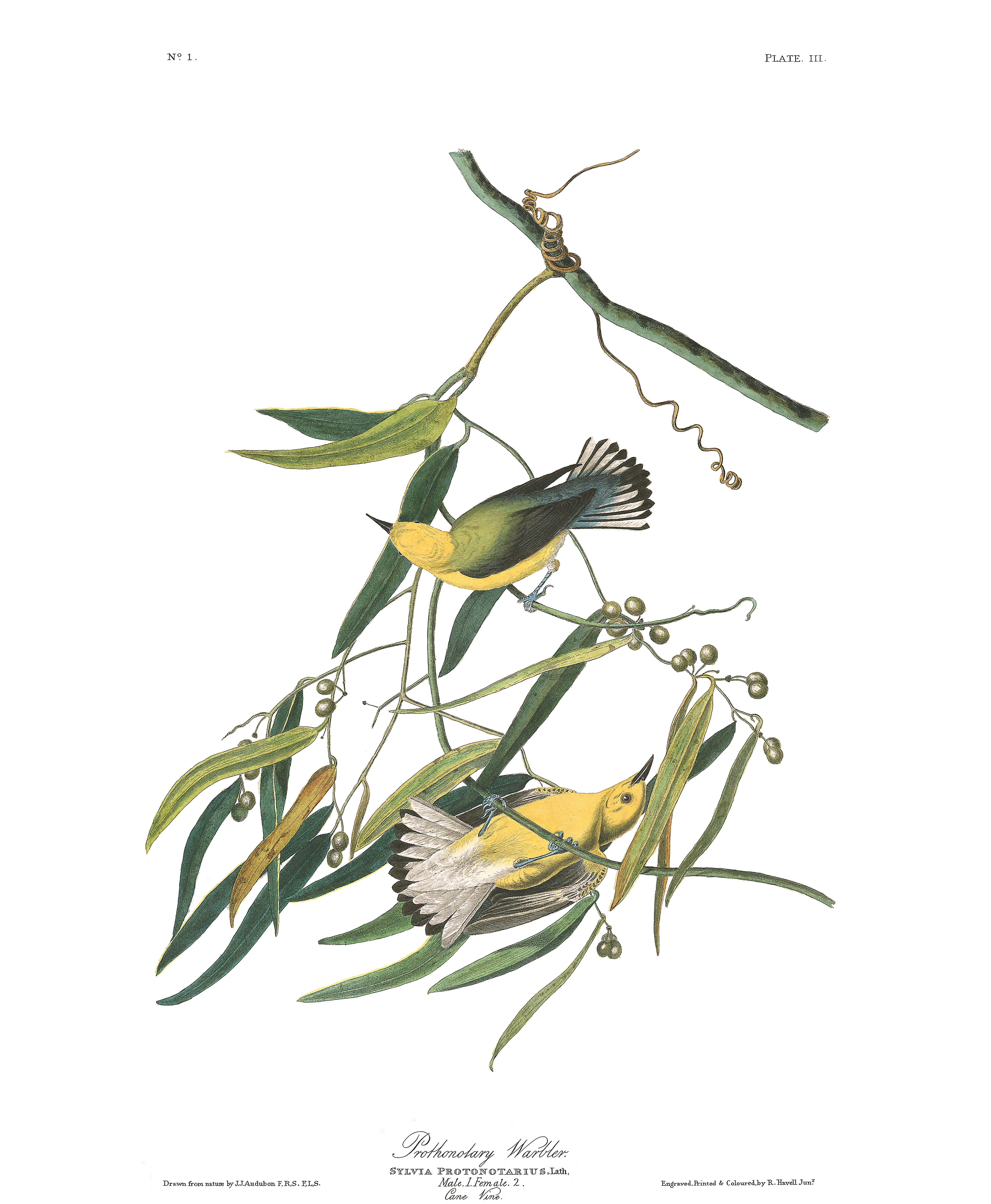 Prothonotary Warbler