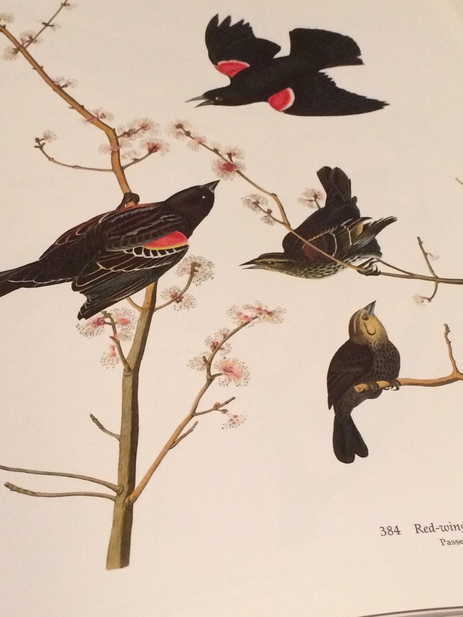 Red-winged Blackbird