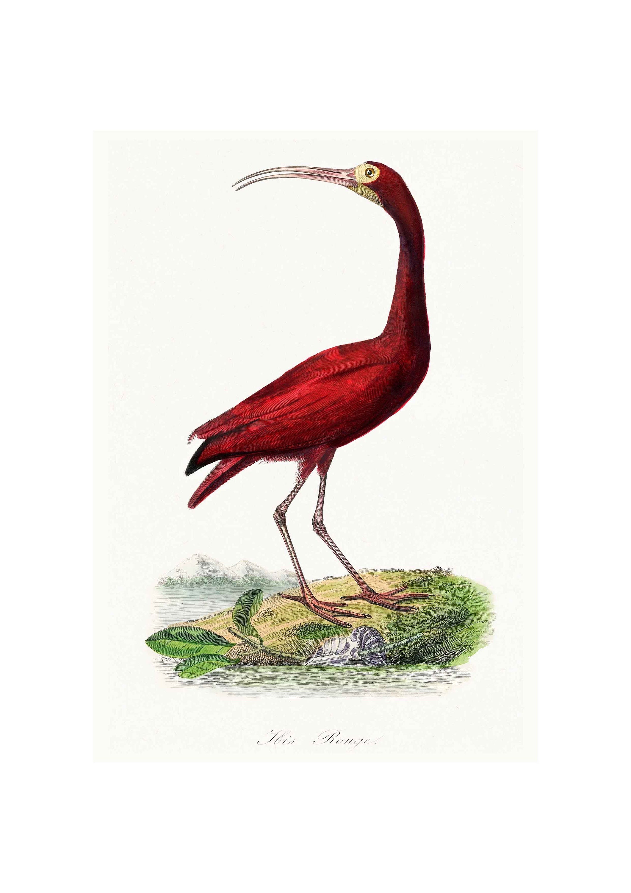 Scarlet Ibis