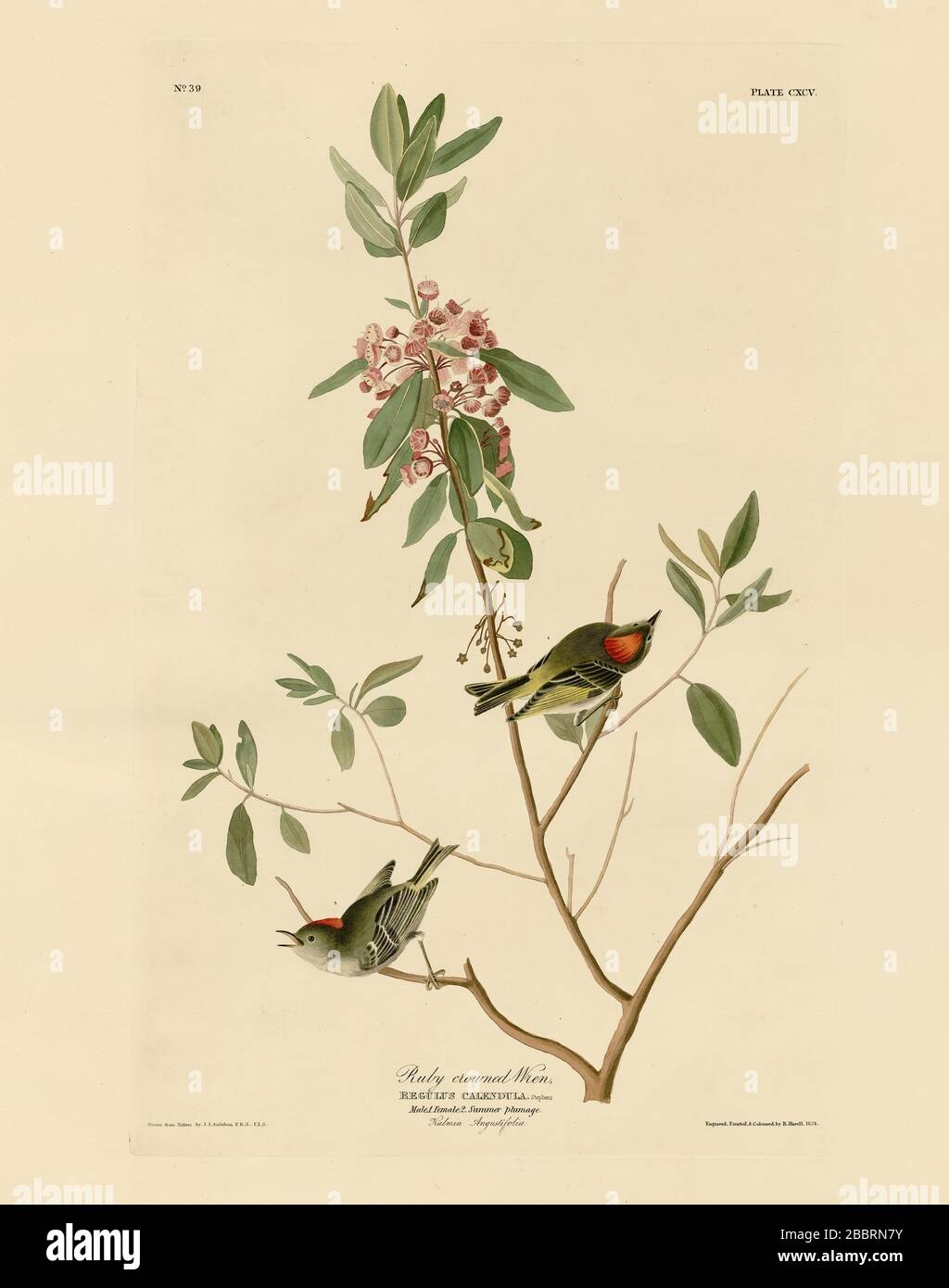 Ruby-crowned Kinglet