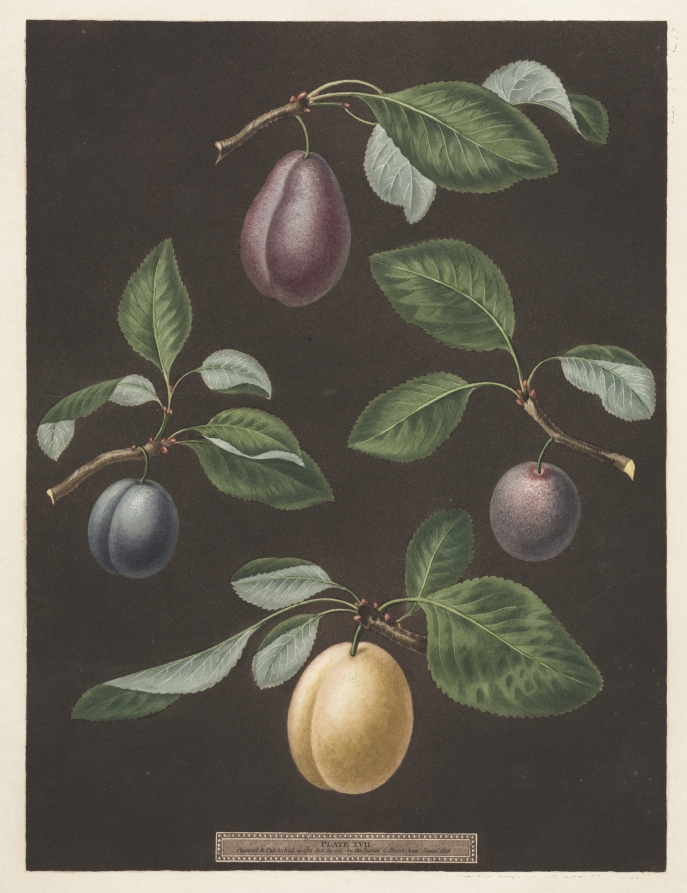Pomona Britannica:  No. 17 - Plums