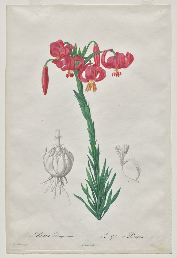 Lillium Pomponium (Turban Lily), plate 7 from Les Liliacées