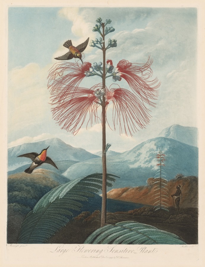 Large Flowering Sensitive Plant, Plate 16