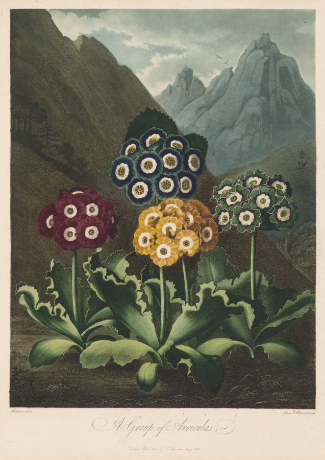 The Temple of Flora, or Garden of Nature:  A Group of Auriculas