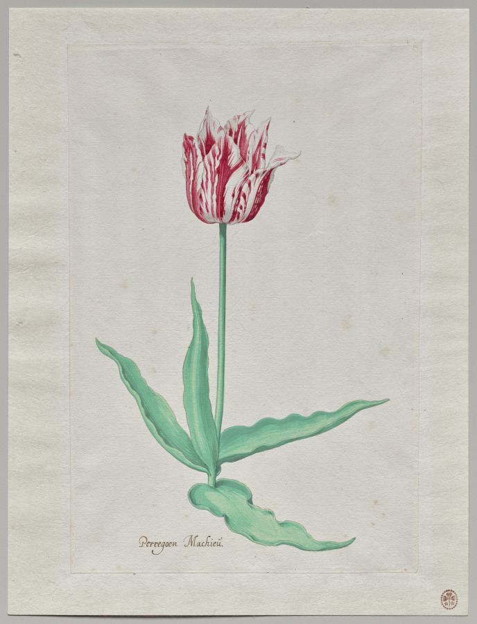 Study of a Tulip (Perregoen Machieu)