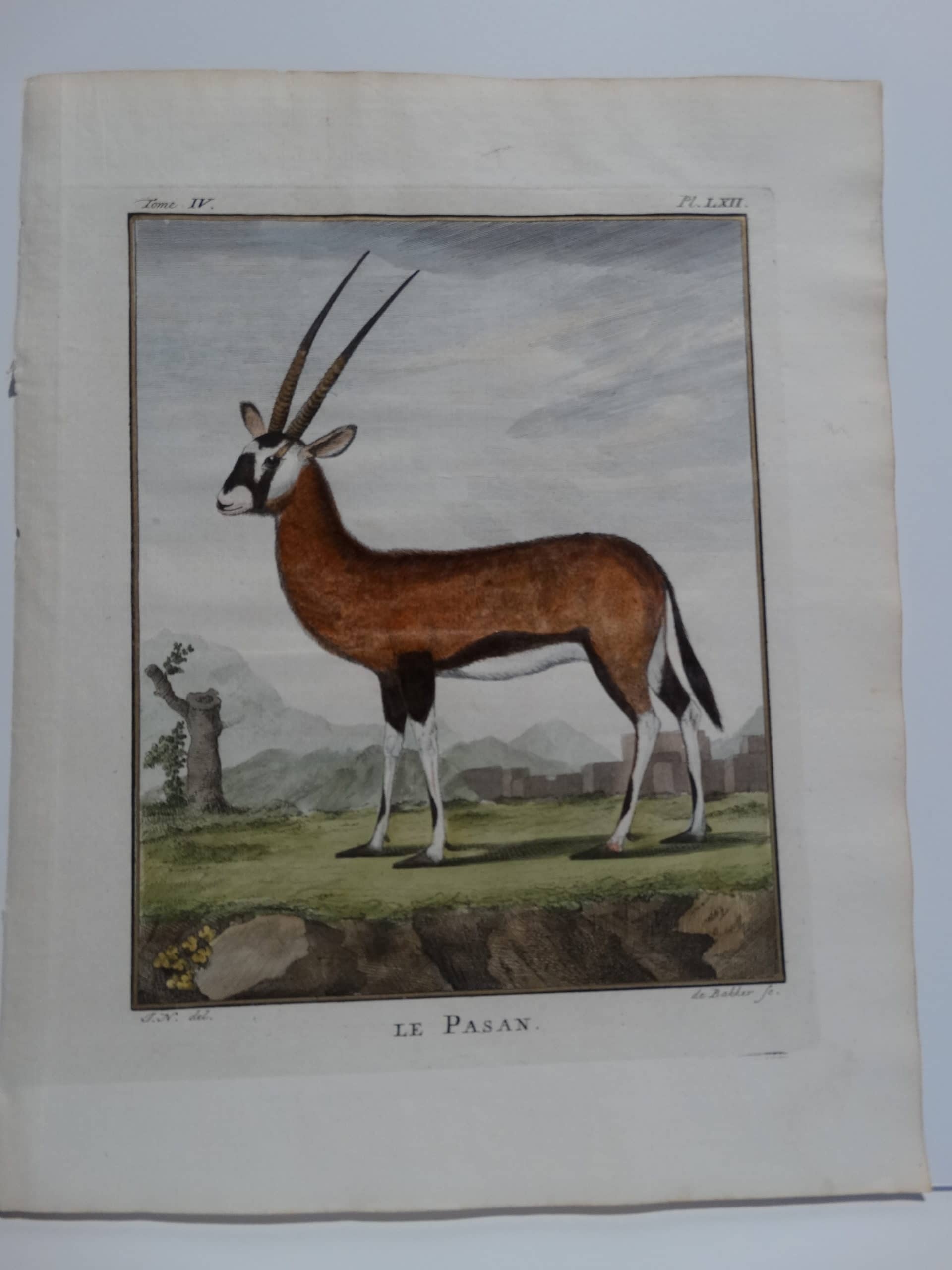 Antelope from Buffon's Histoire Naturelle