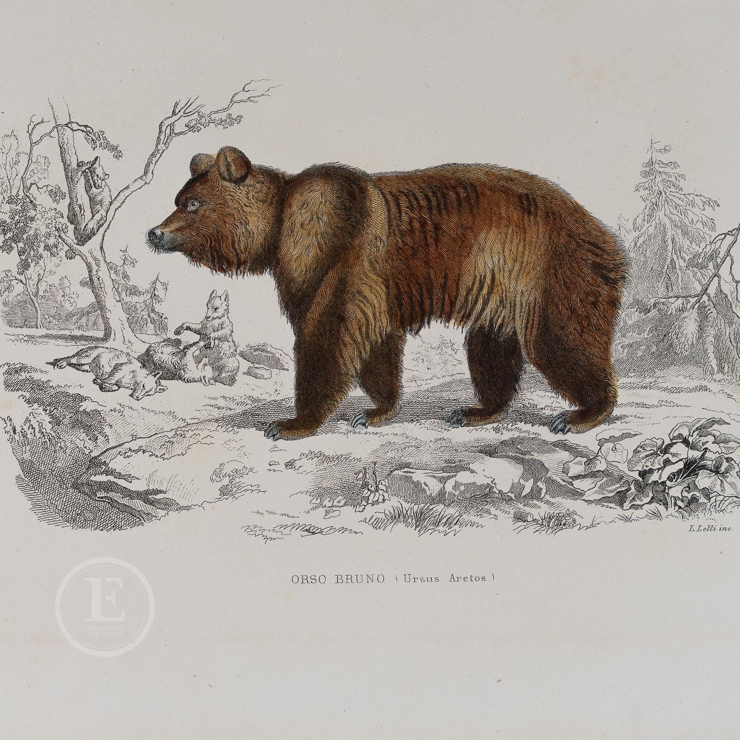 Bear from Buffon's Histoire Naturelle