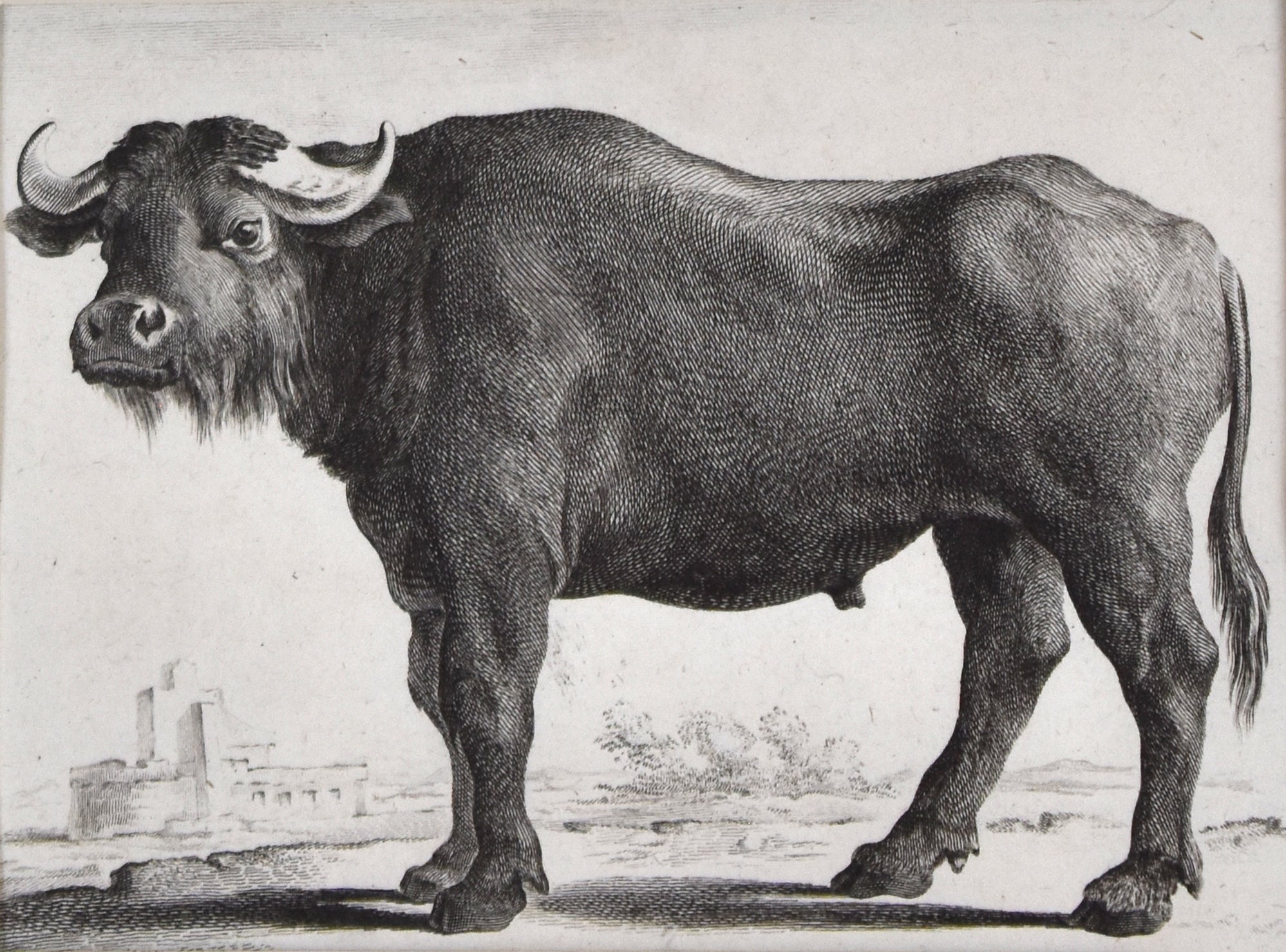 Buffalo from Buffon's Histoire Naturelle