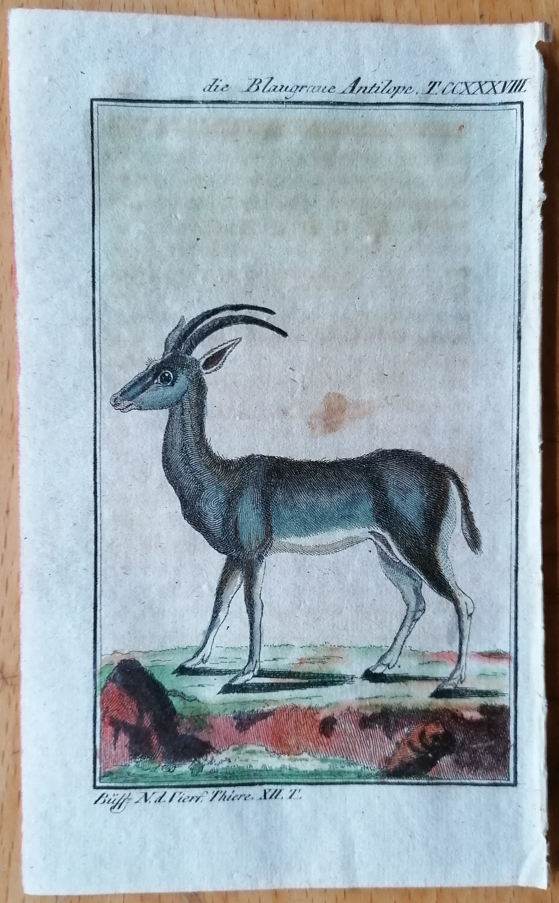 Deer from Buffon's Histoire Naturelle