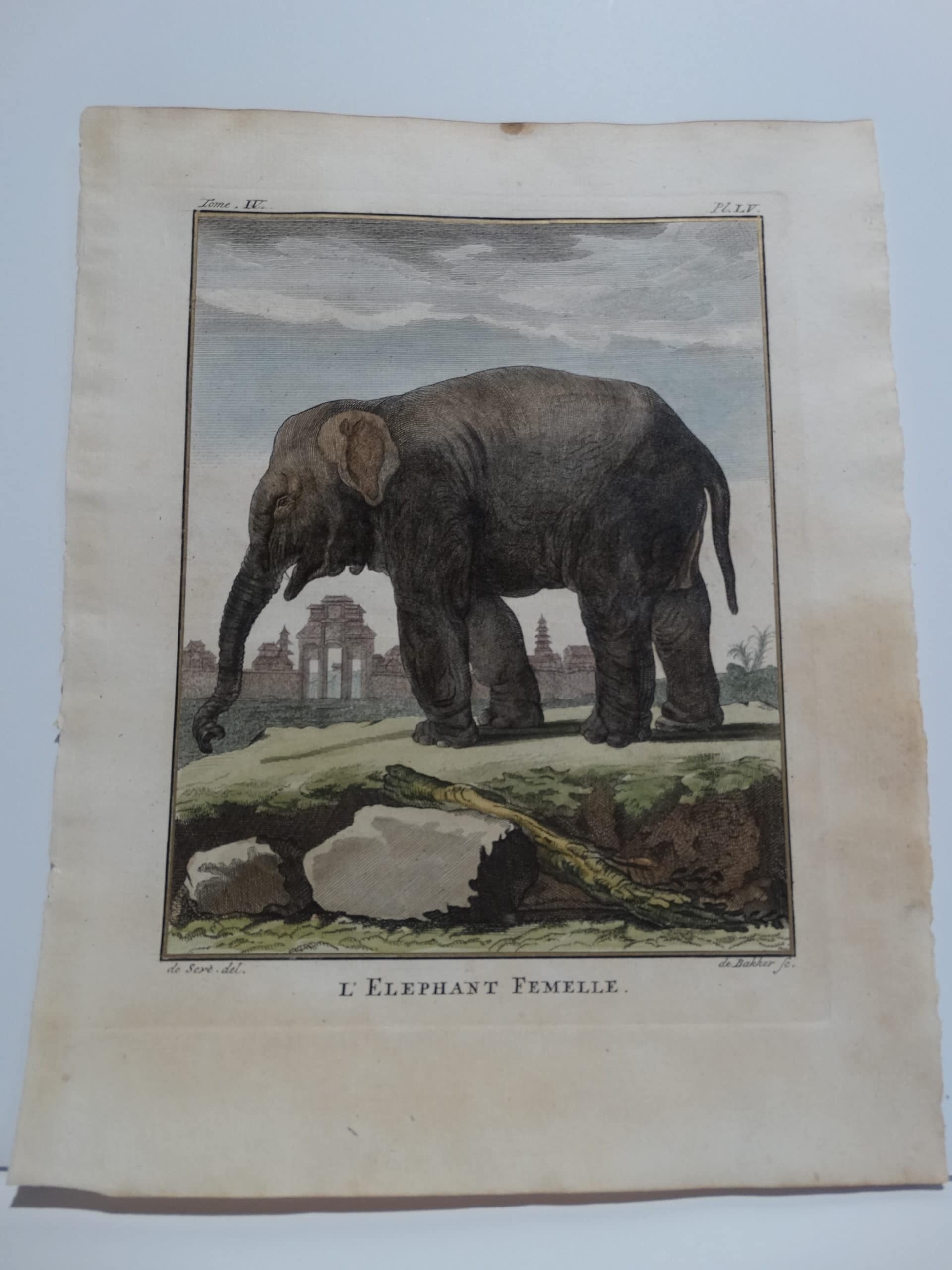 Elephant from Buffon's Histoire Naturelle