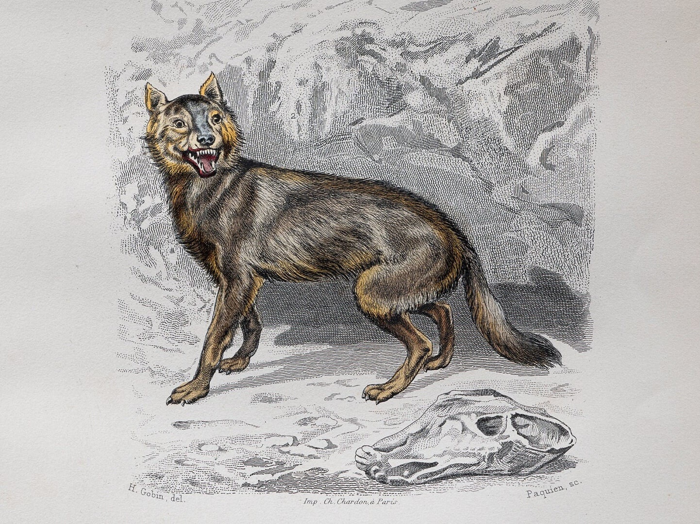 Fox from Buffon's Histoire Naturelle
