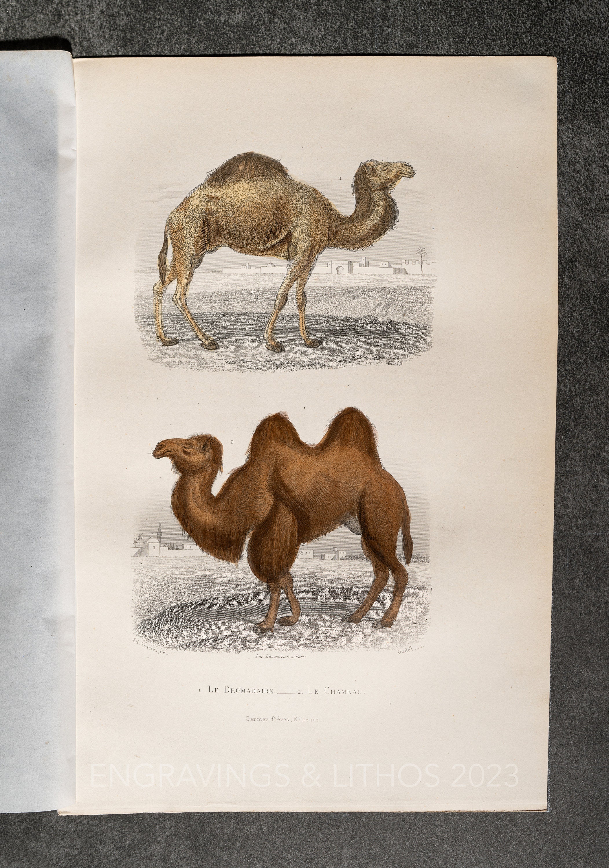 Giraffe from Buffon's Histoire Naturelle