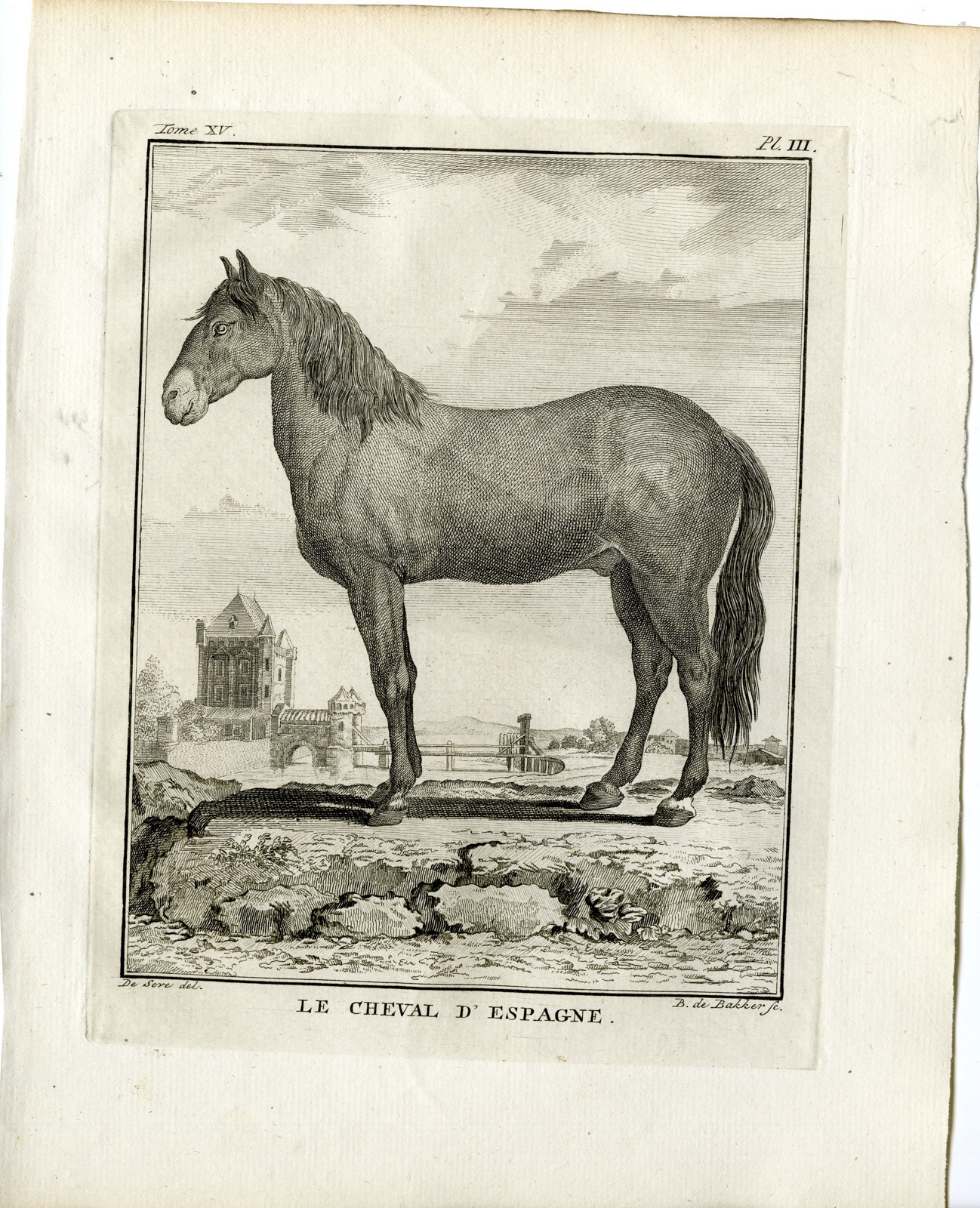 Horse from Buffon's Histoire Naturelle