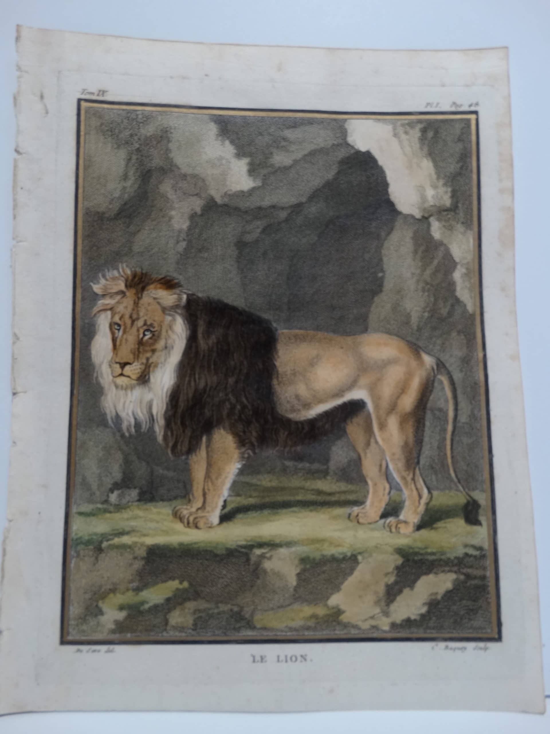 Lion from Buffon's Histoire Naturelle
