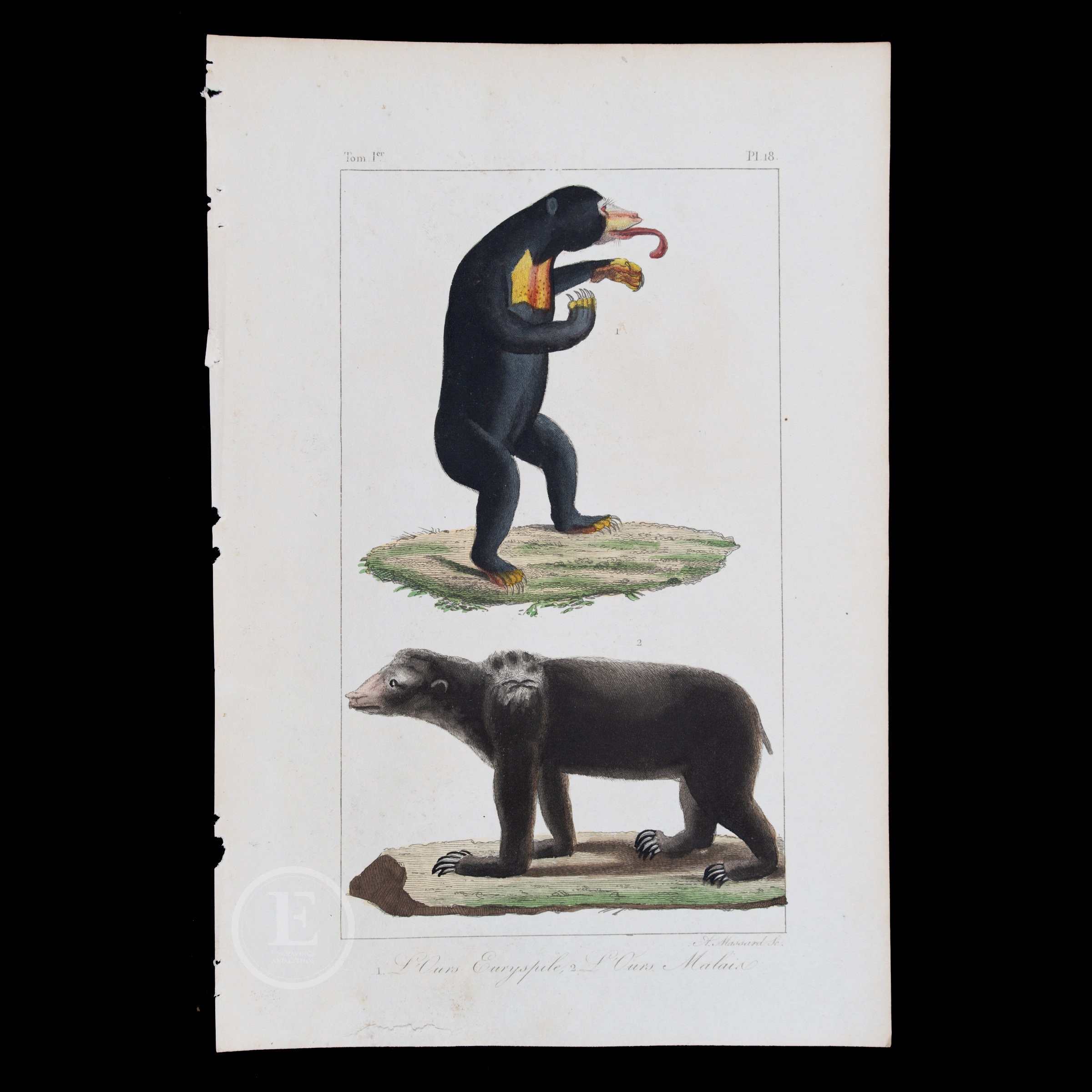 Otter from Buffon's Histoire Naturelle