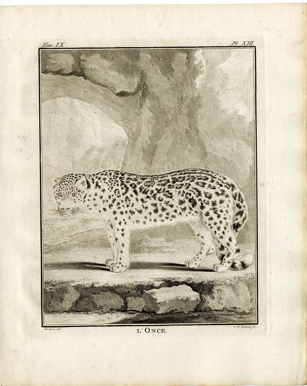 Porcupine from Buffon's Histoire Naturelle