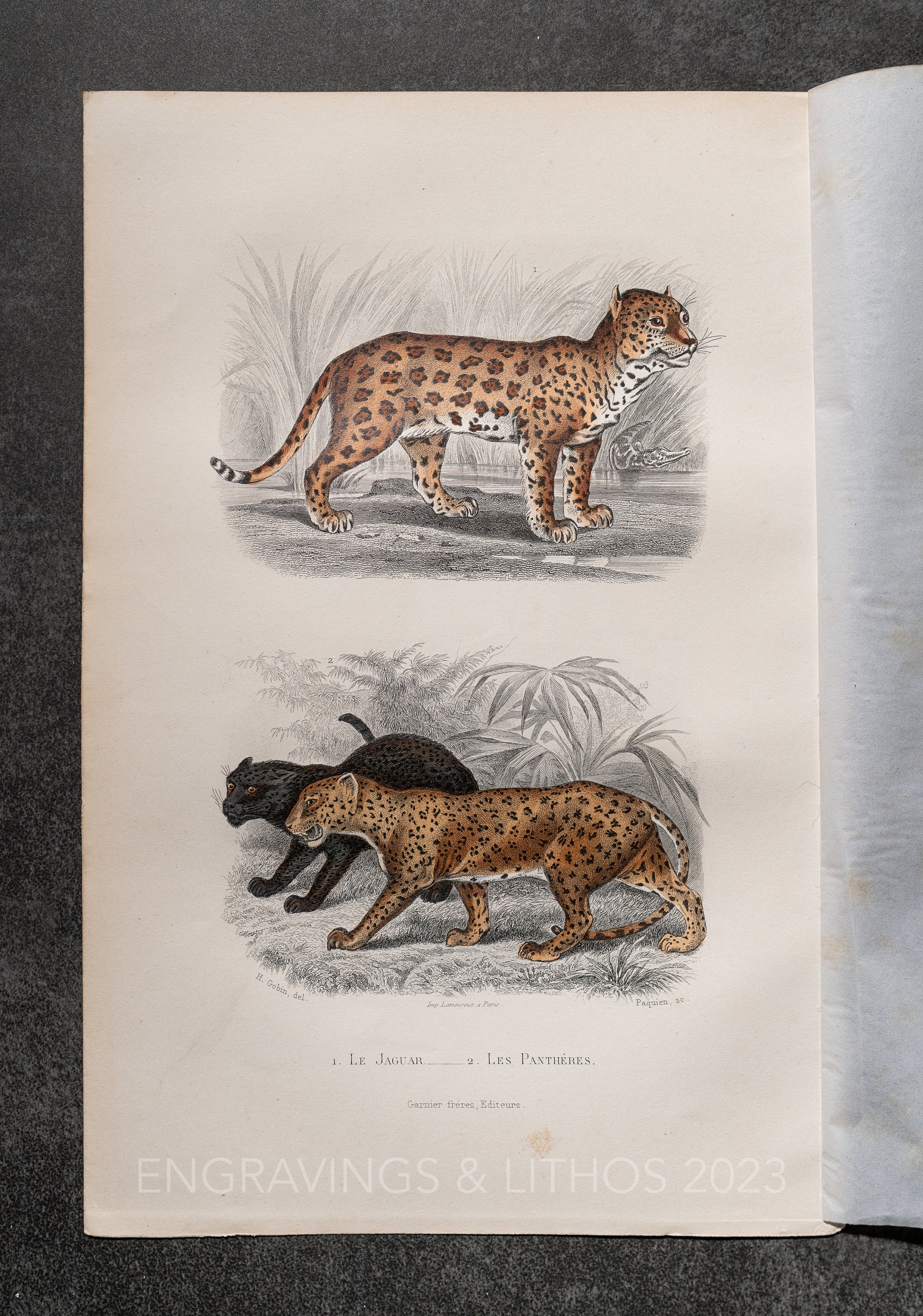 Raccoon from Buffon's Histoire Naturelle