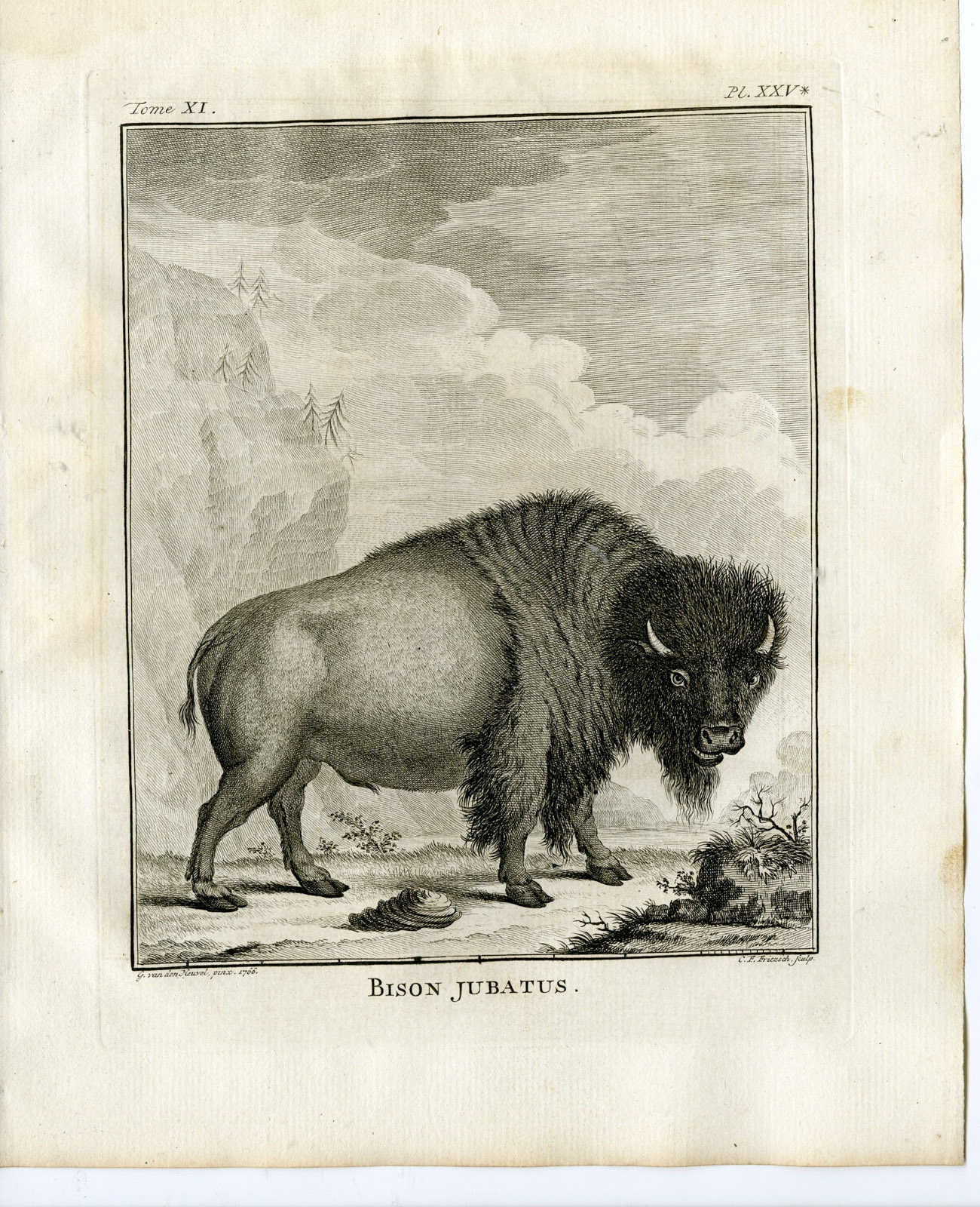 Rhinoceros from Buffon's Histoire Naturelle