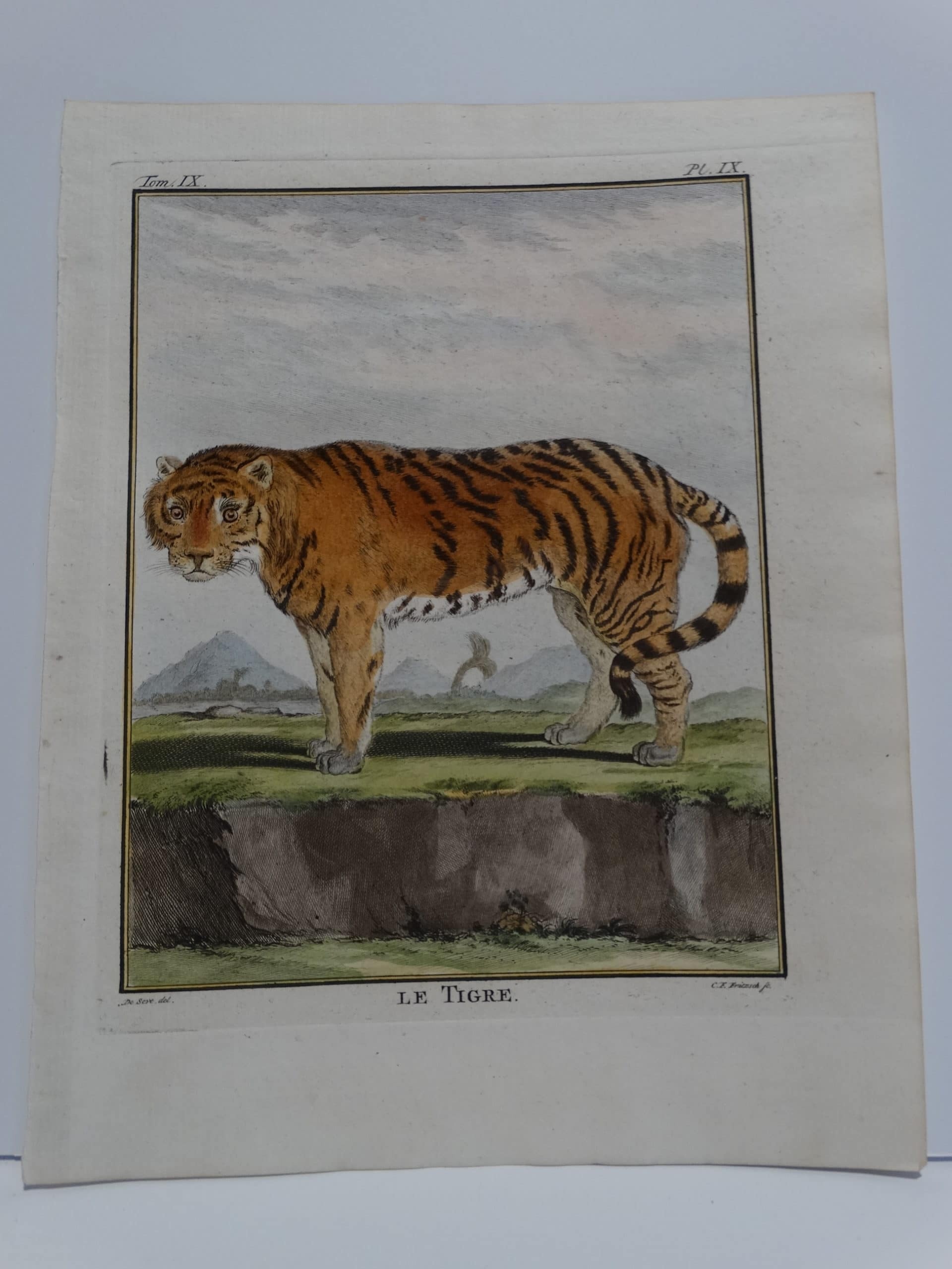 Tiger from Buffon's Histoire Naturelle