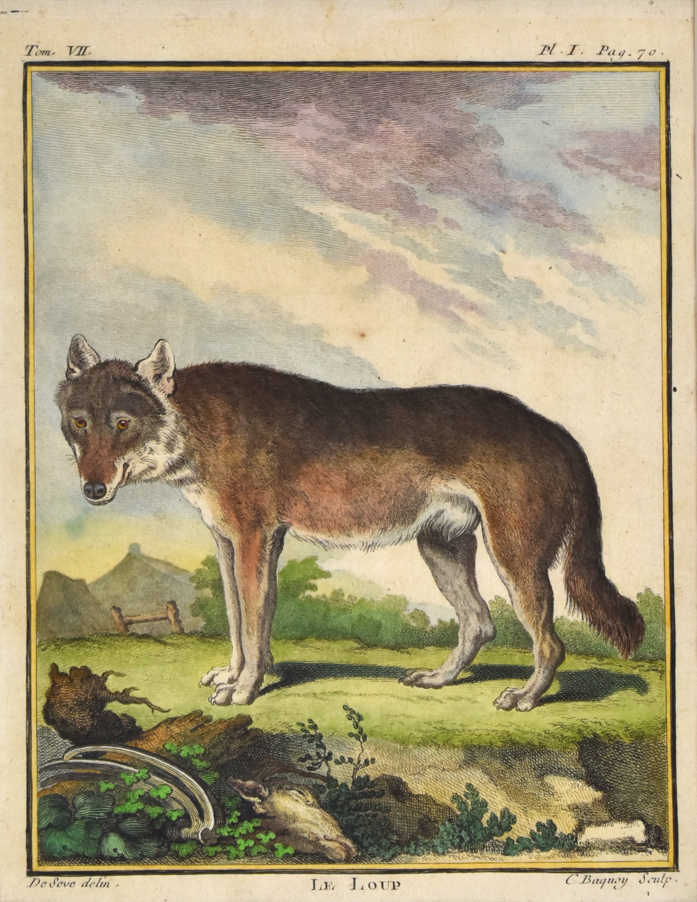Wolf from Buffon's Histoire Naturelle