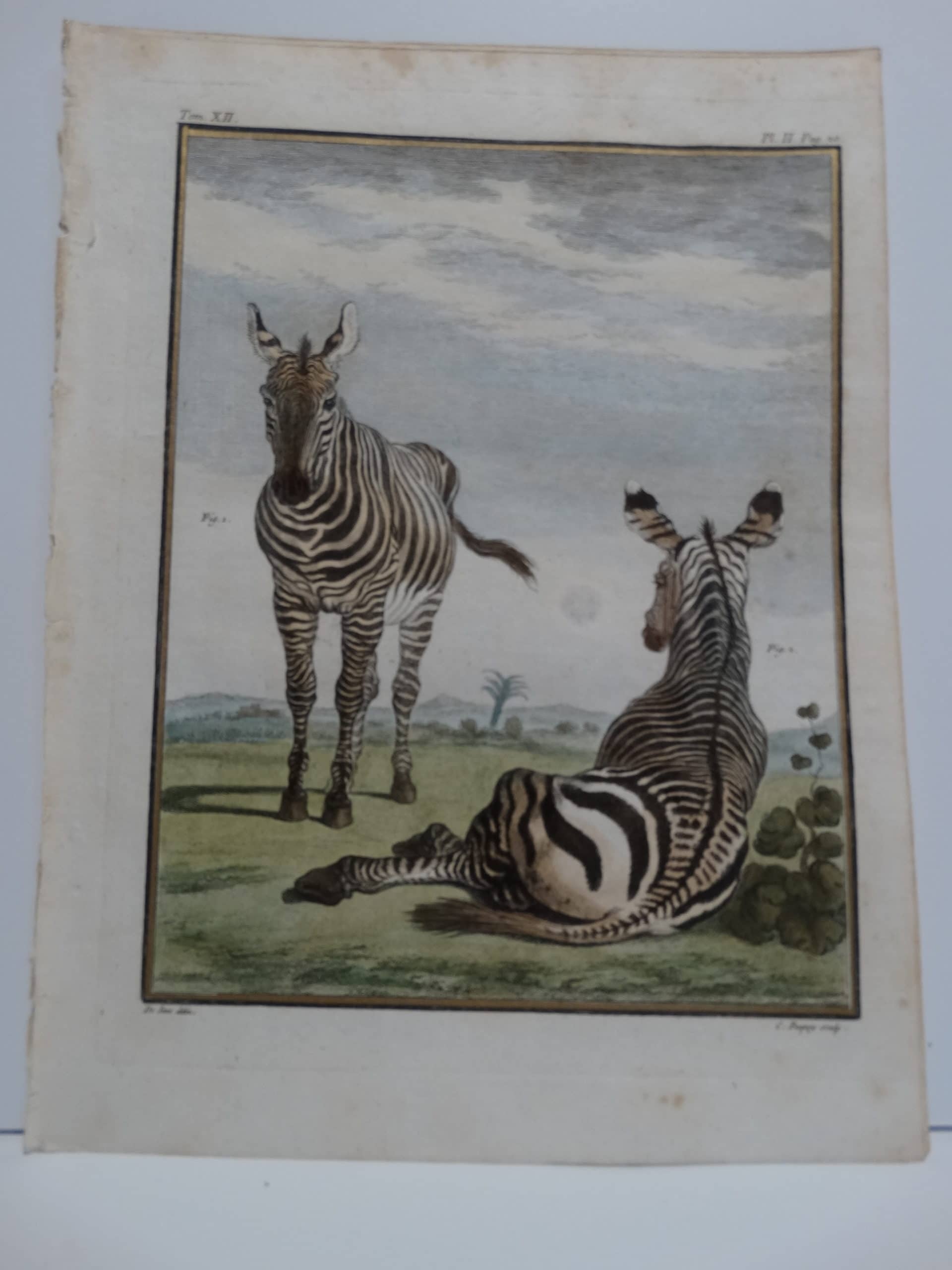 Zebra from Buffon's Histoire Naturelle