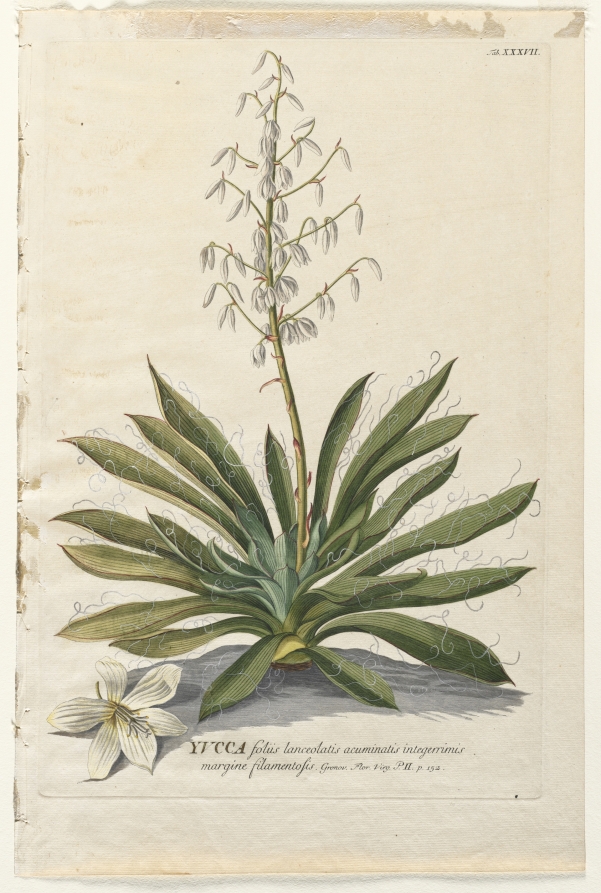 Plantae Selectae:  No. 37 - Yucca