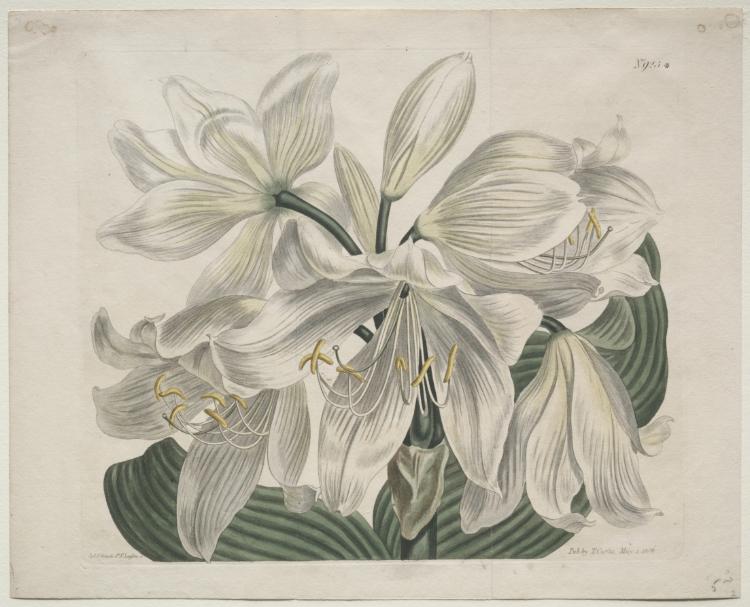 The Botanical Magazine or Flower Garden Displayed:  White Cape - Coast Lily